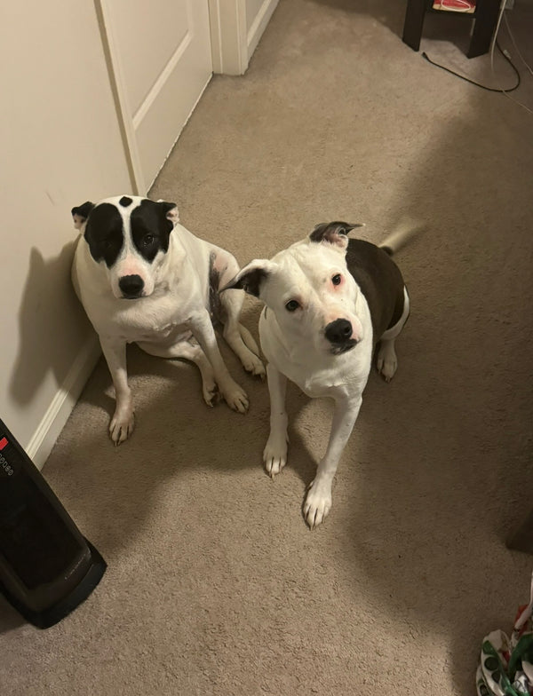 Pets